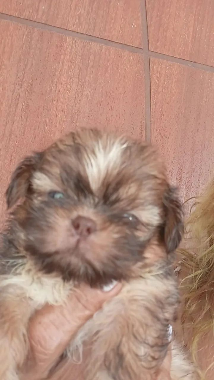 Filhotes de Shitzu mini disponível para venda  - Foto 2