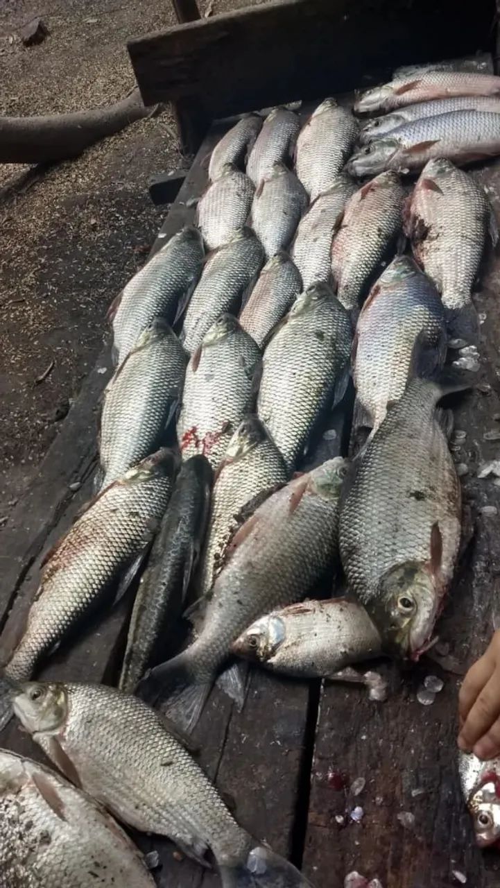 Rancho ótimo para pesca e lazer  - Foto 3
