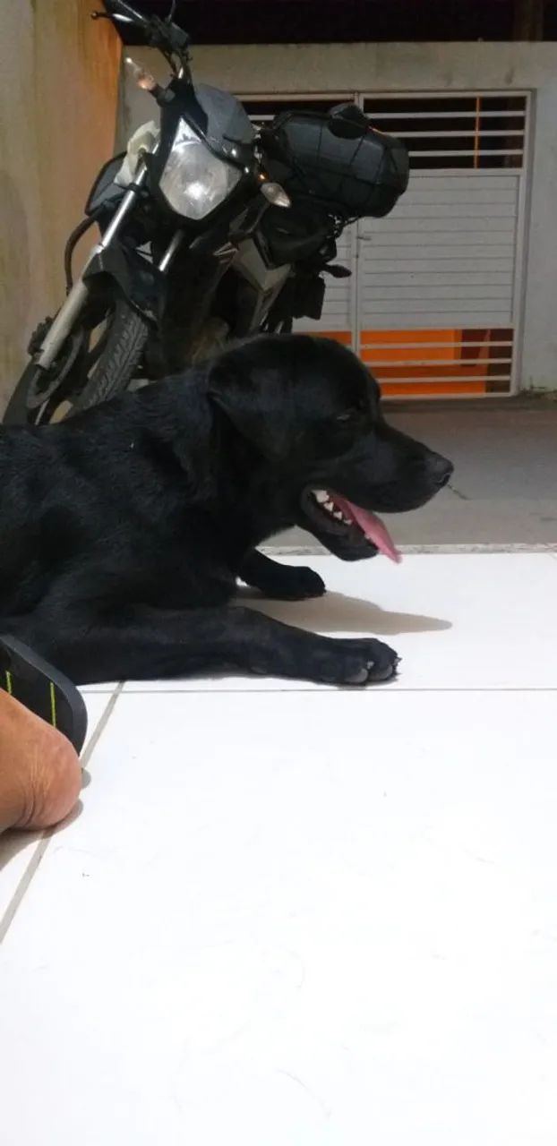 Filhote de labrador  - Foto 2