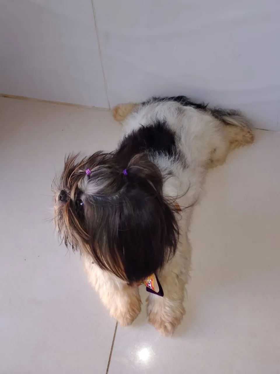 Shihtzu fêmea  - Foto 4