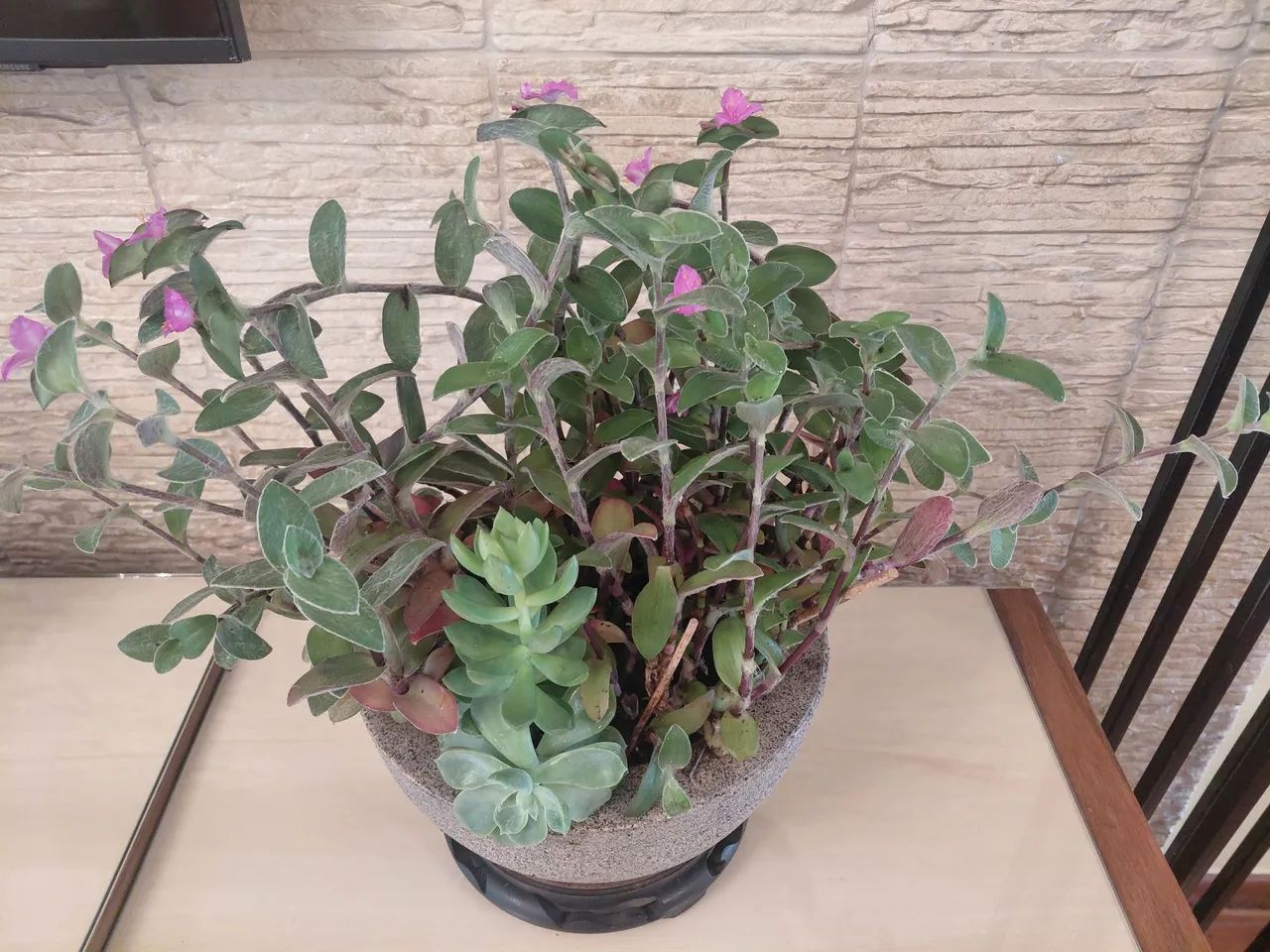 Suculentas 