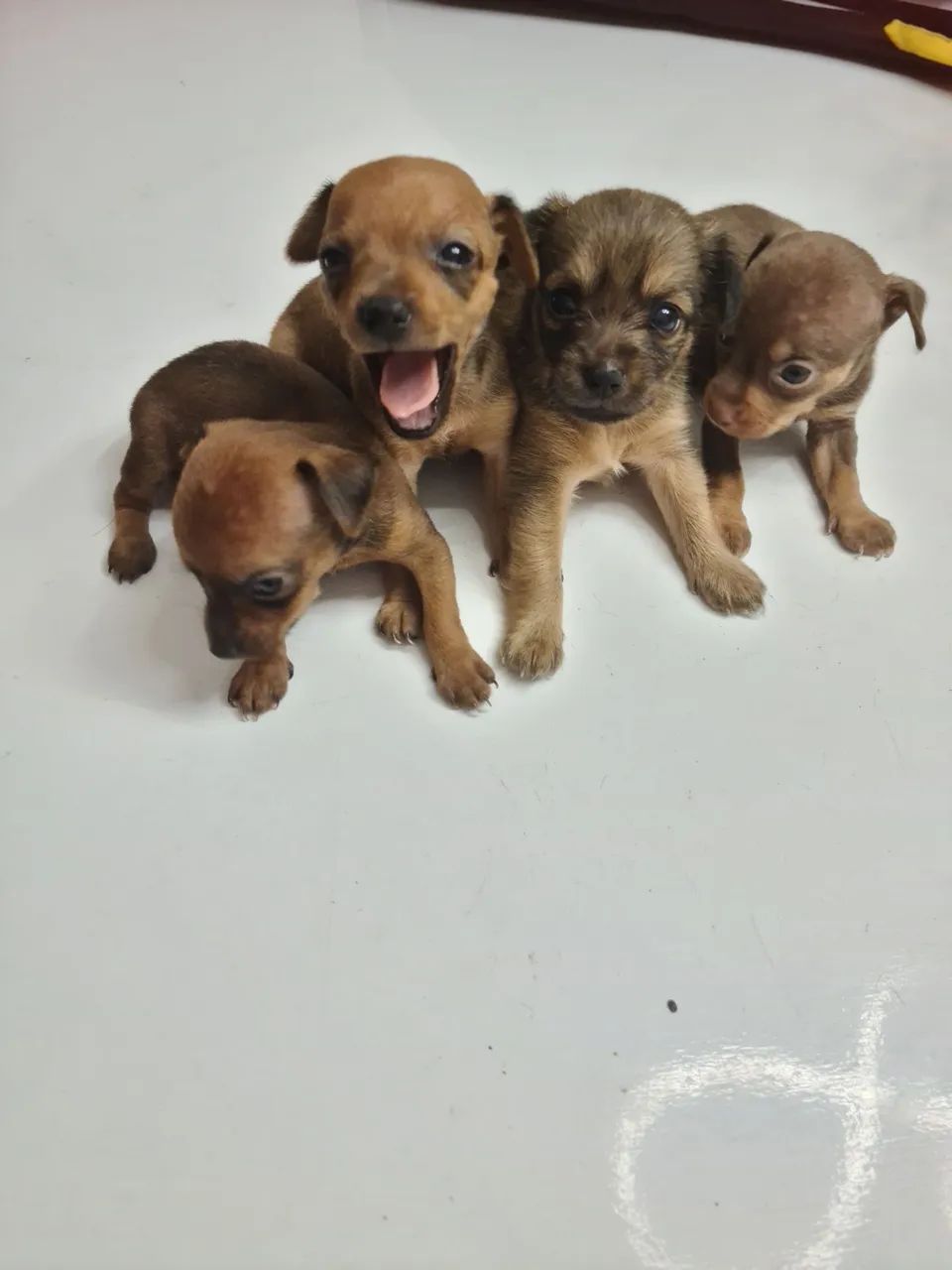 Pinscher n1 - Foto 3