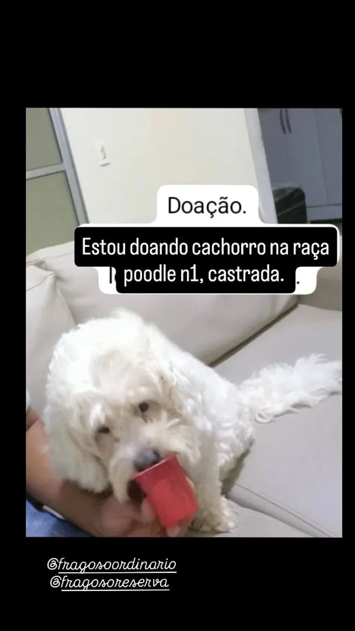 Cachorro 