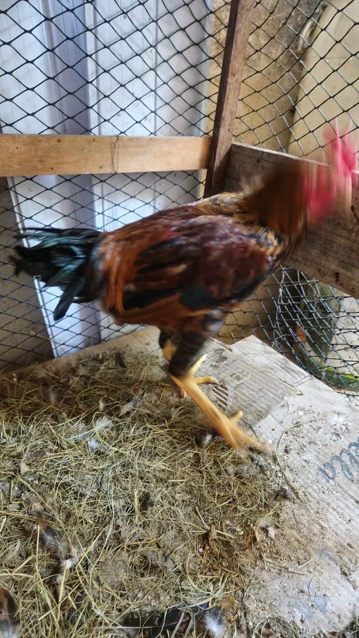 Frango  - Foto 5
