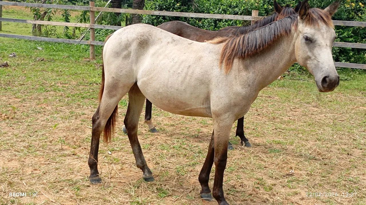 Vendo ou negocio  - Foto 4