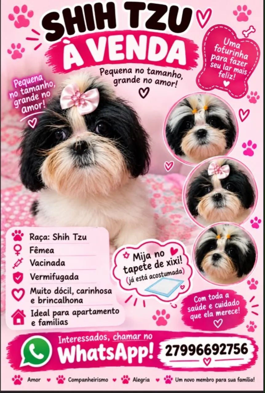 Cachorra shitzu