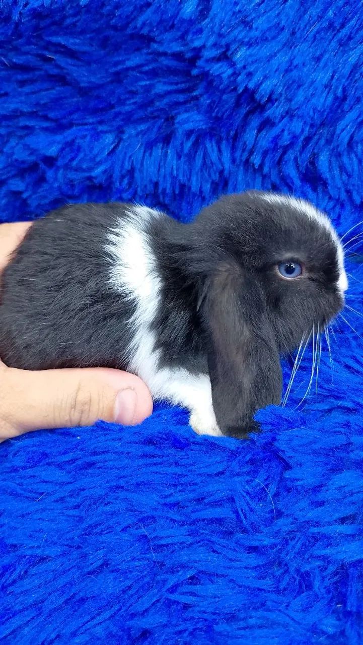 Mini coelho Lop Uruguai bicolor olhos azuis  - Foto 2