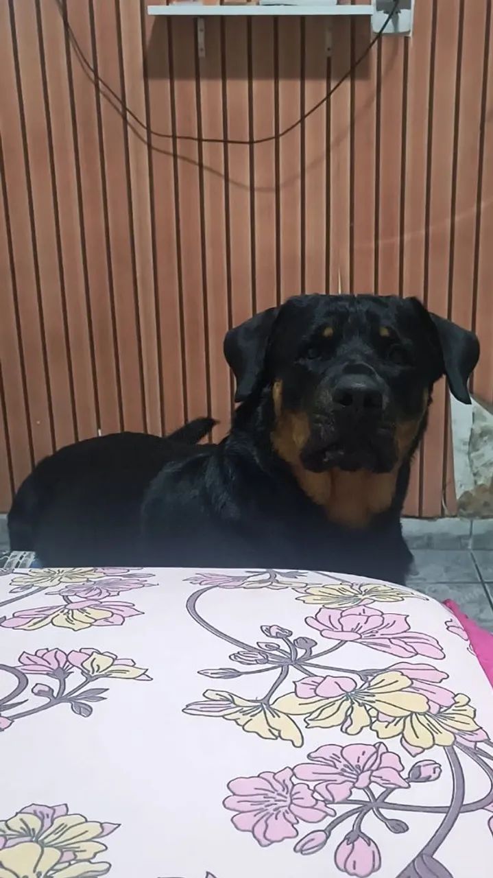 A procura de uma namorada  - Foto 6