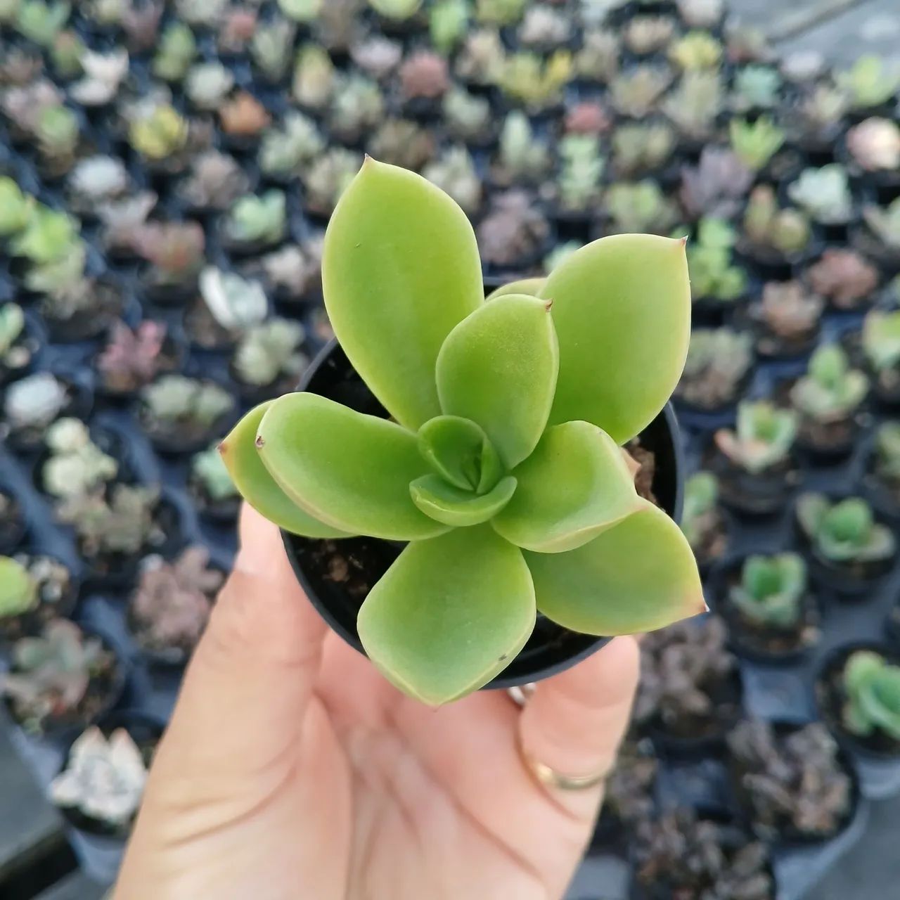 Suculentas e Cactos a partir de 2 reais - Foto 3