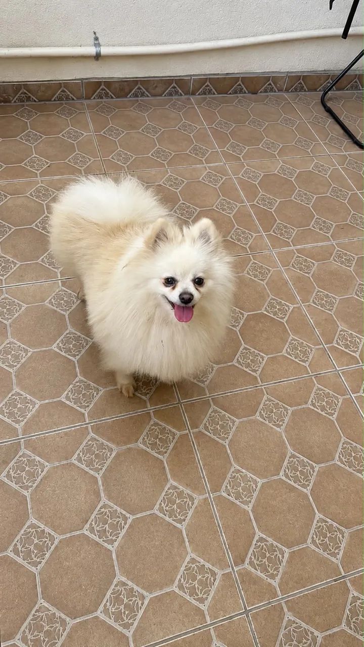 spitz alemão anão 