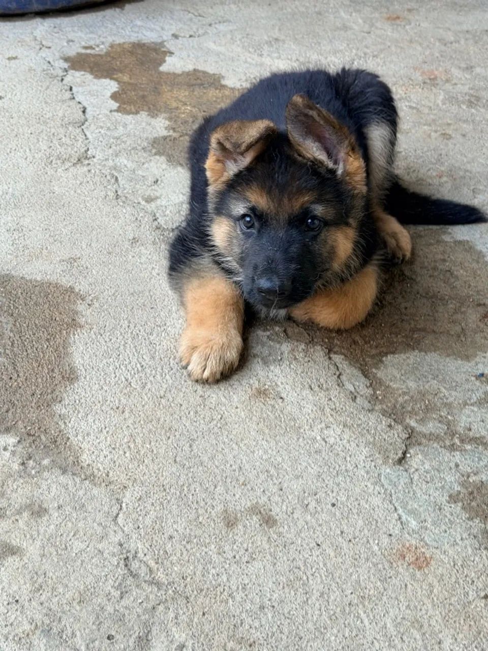 Cachorros capa preta - Foto 2