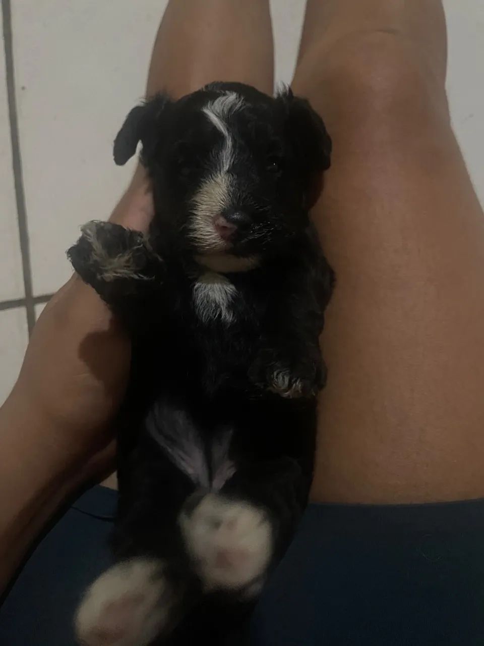Filhote de poodle 