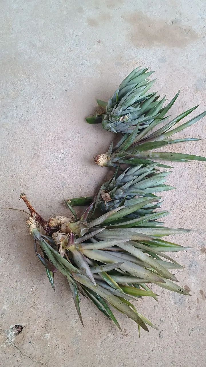 Mudas de abacaxis (flocos) - Foto 4