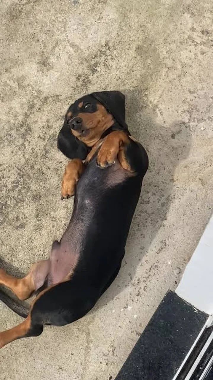 Doação de Salsicha