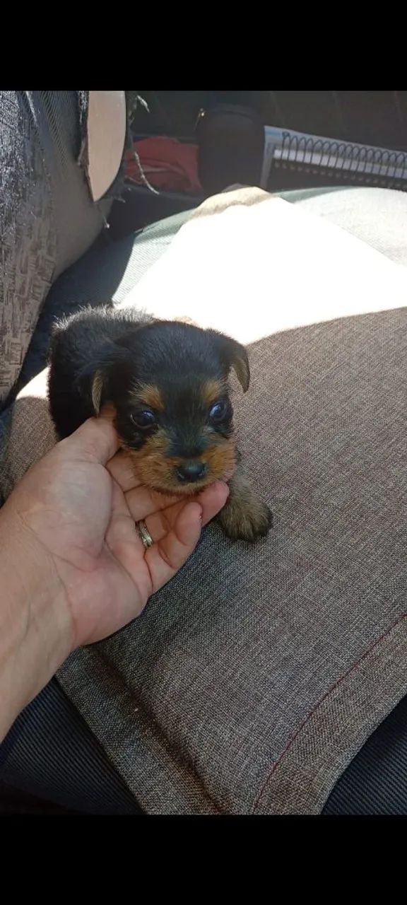 Filhotes de yorkshire com Poodle  - Foto 2
