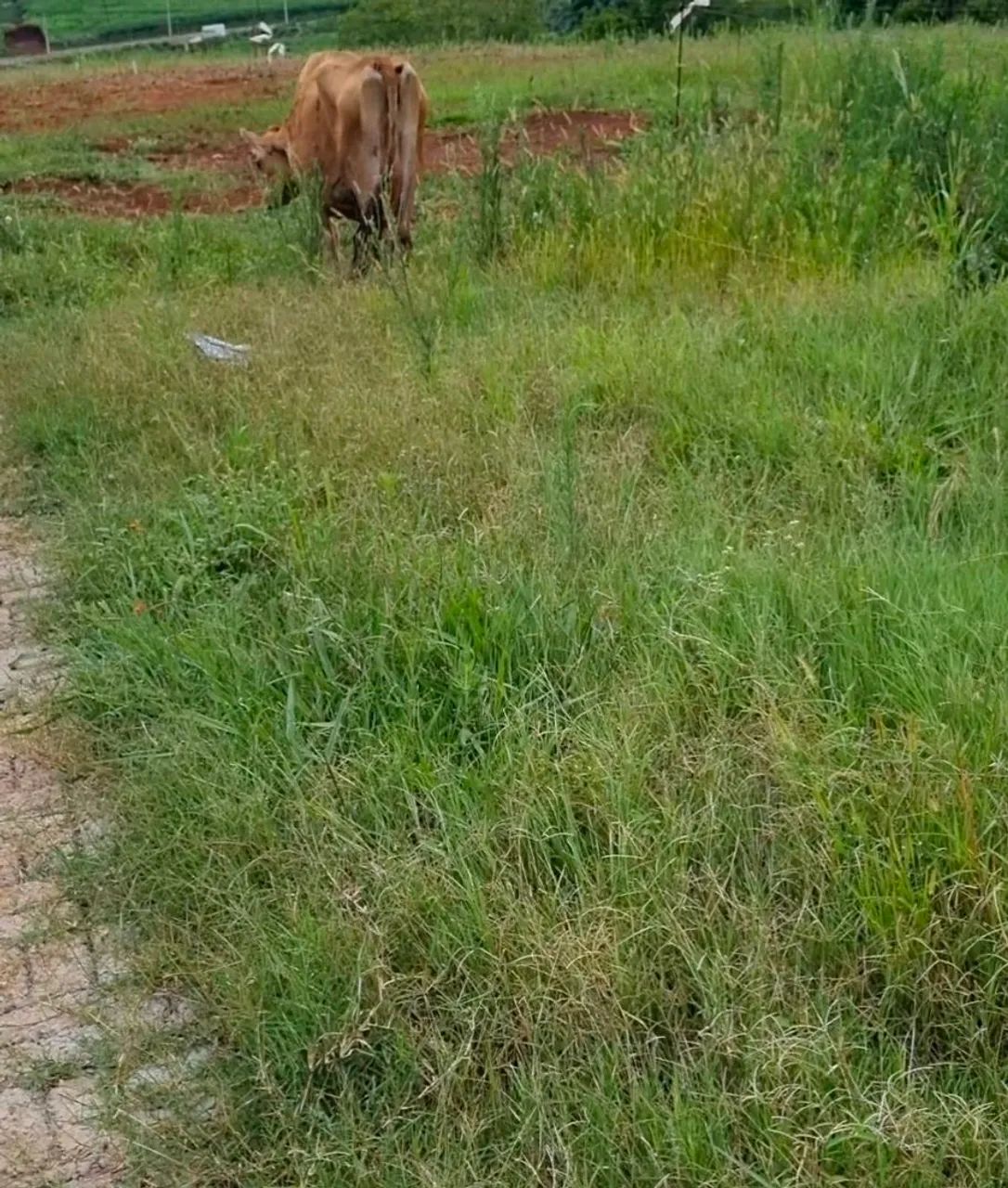 Vende-se vaca gersey com bezerro - Foto 2