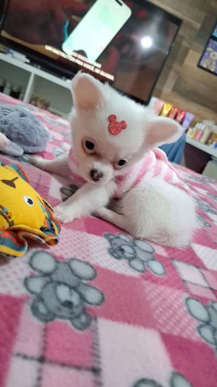 Fêmea de chihuahua  mini - Foto 5