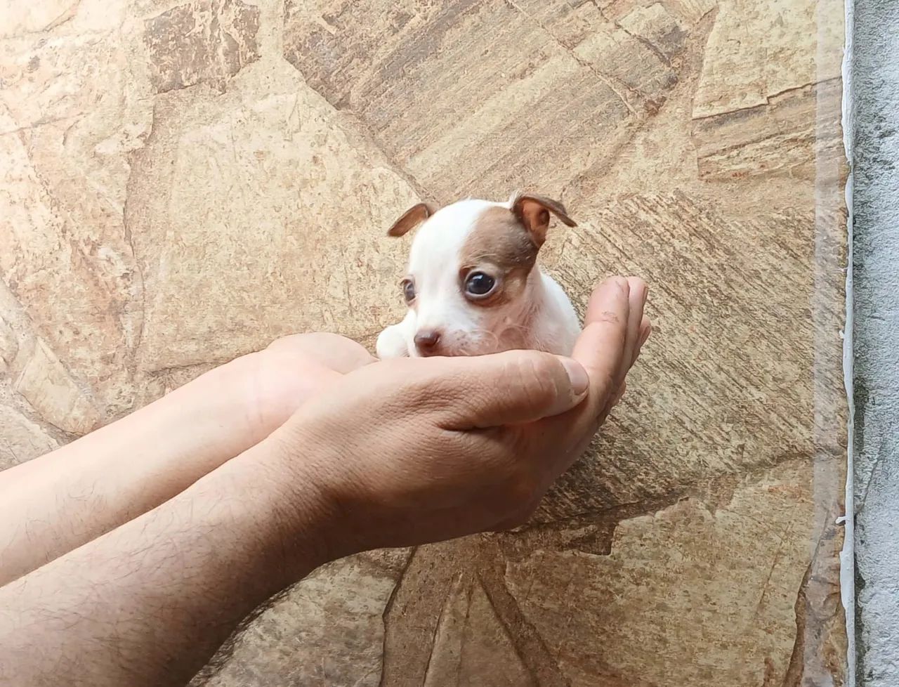 Pinscher N1 LINDO! - Foto 4