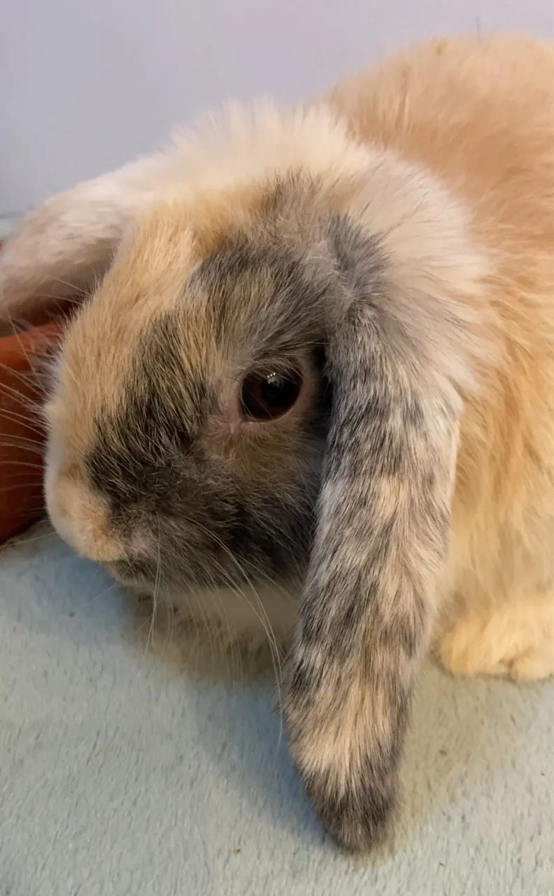 Coelho filhote Mini Lop Arlequim - Foto 4