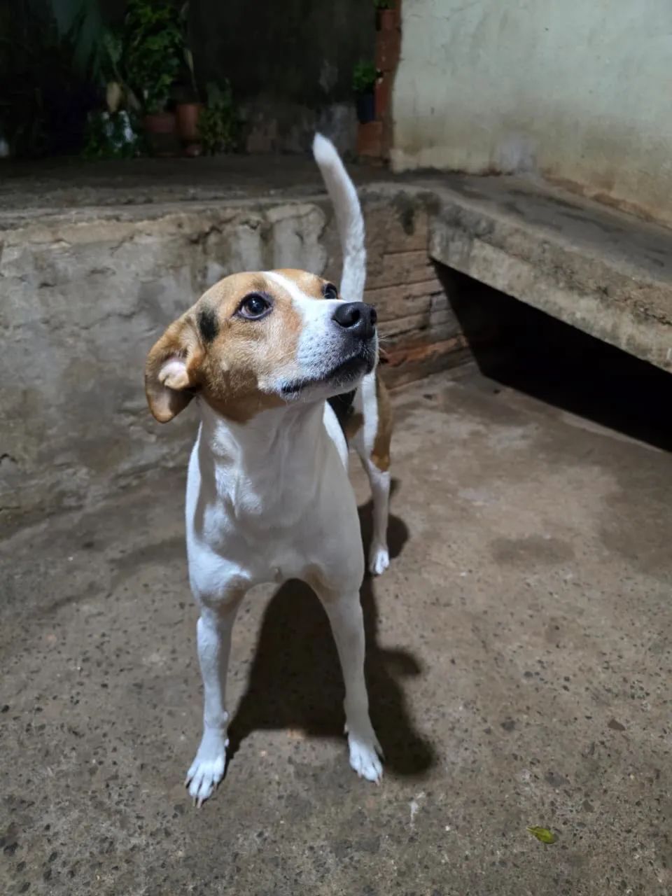 Doação de cachorro médio porte  - Foto 3