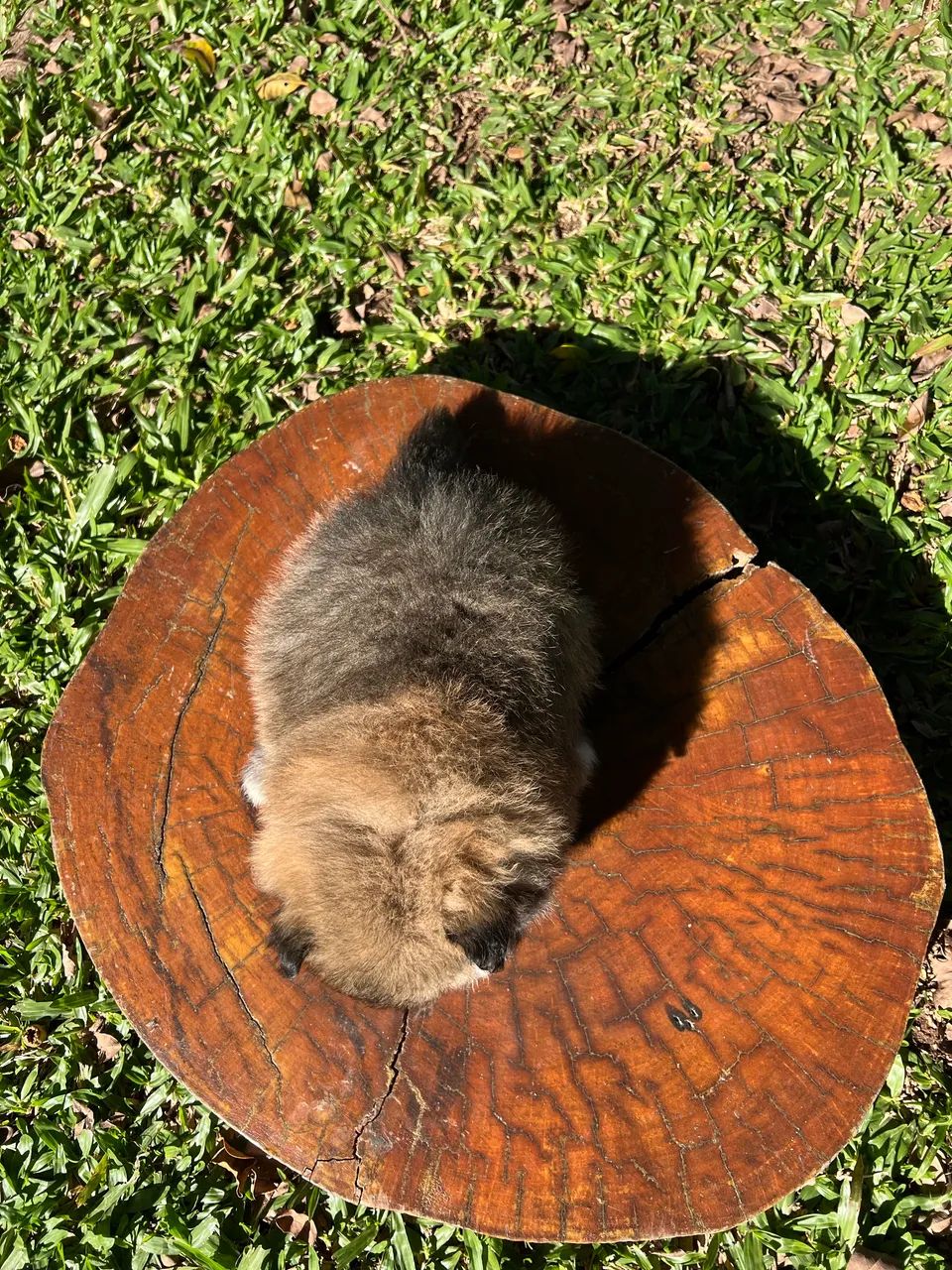 Spitz Alemão - Machinho - Foto 3
