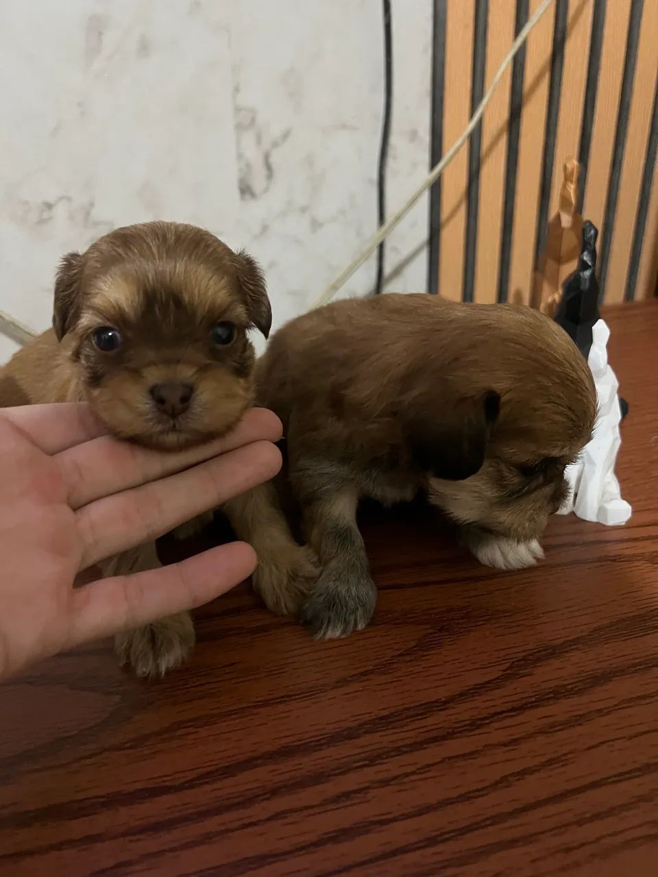 Cachorro - Foto 5