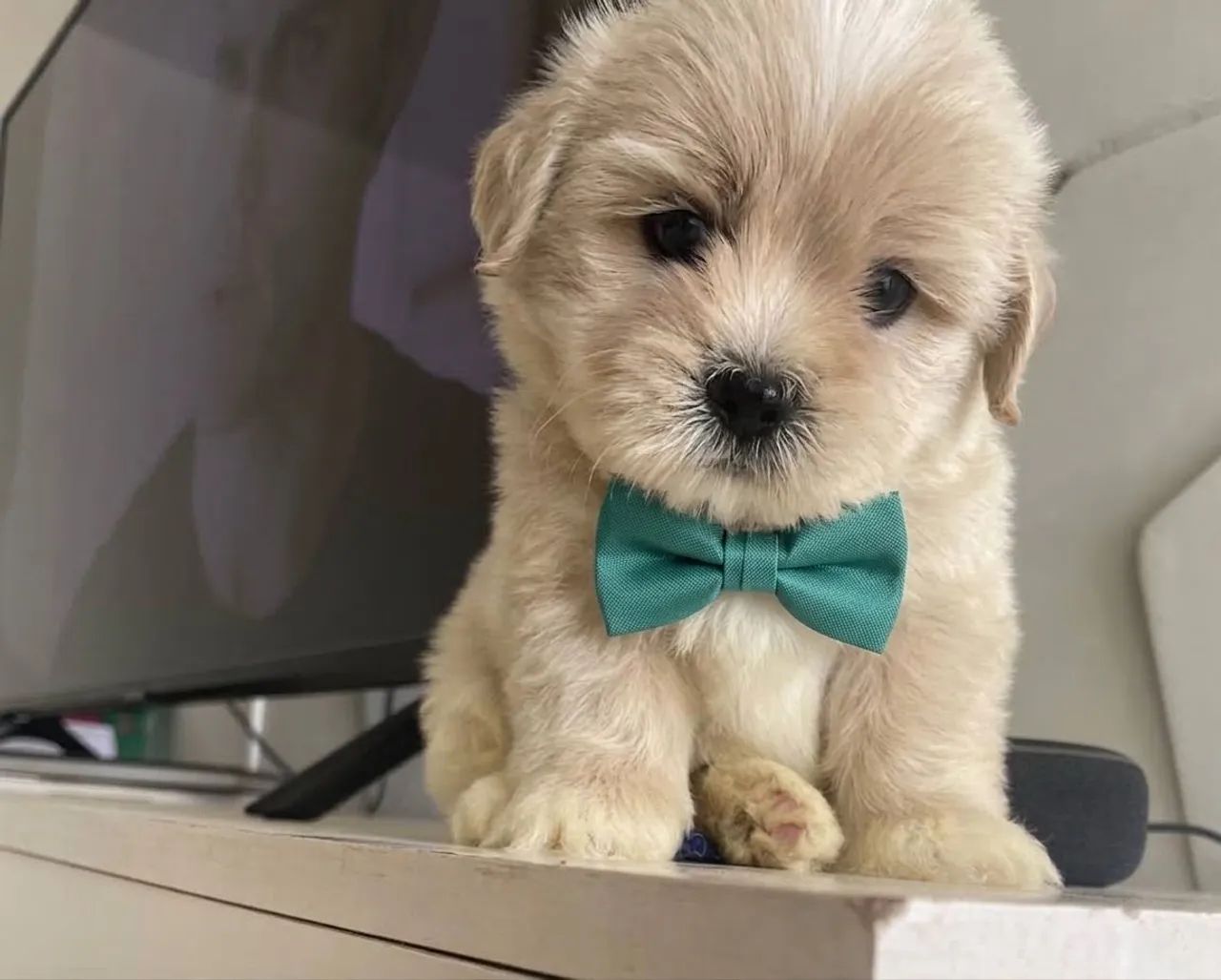 Poodle com shihtzu macho - Foto 4