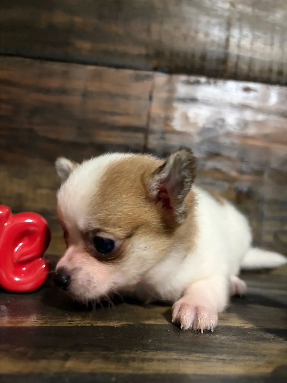 Chihuahua  - Foto 2