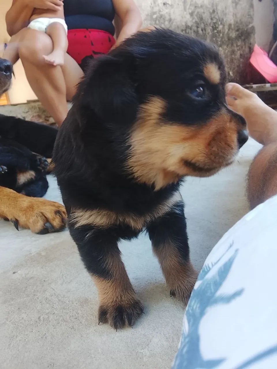 Filhote de rottweiler - Foto 3
