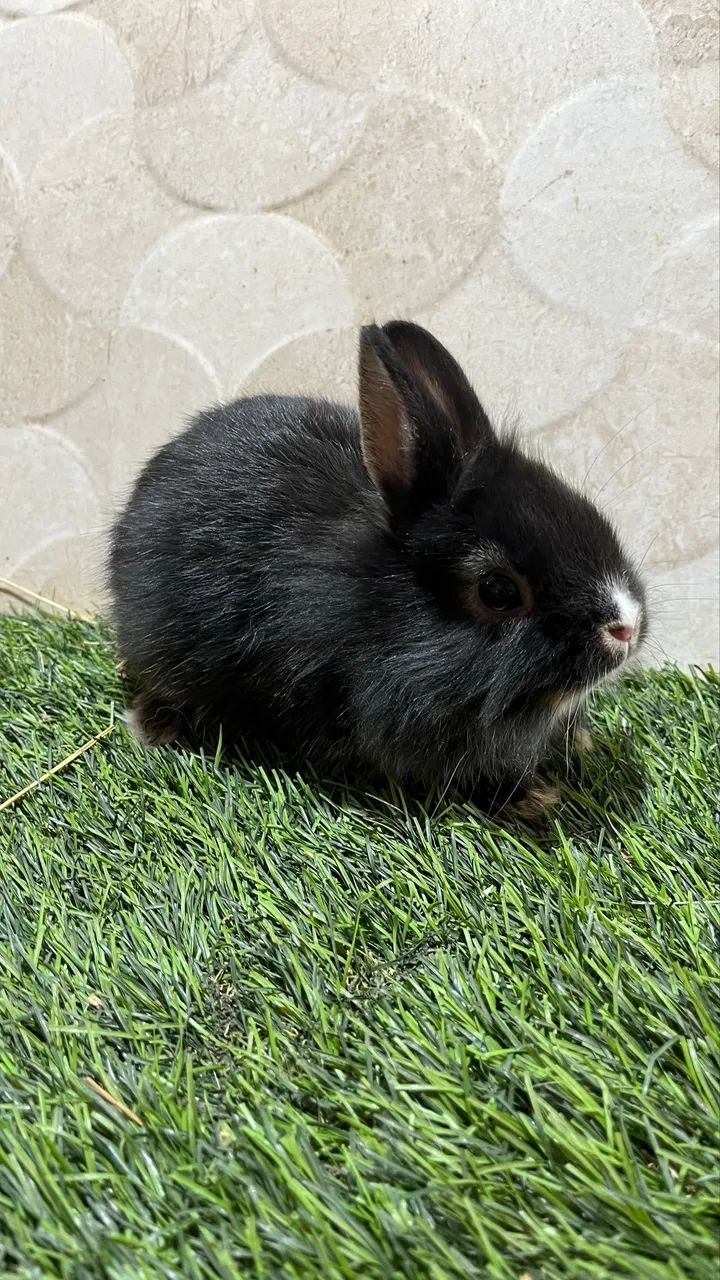 Mini anão e mini Lion