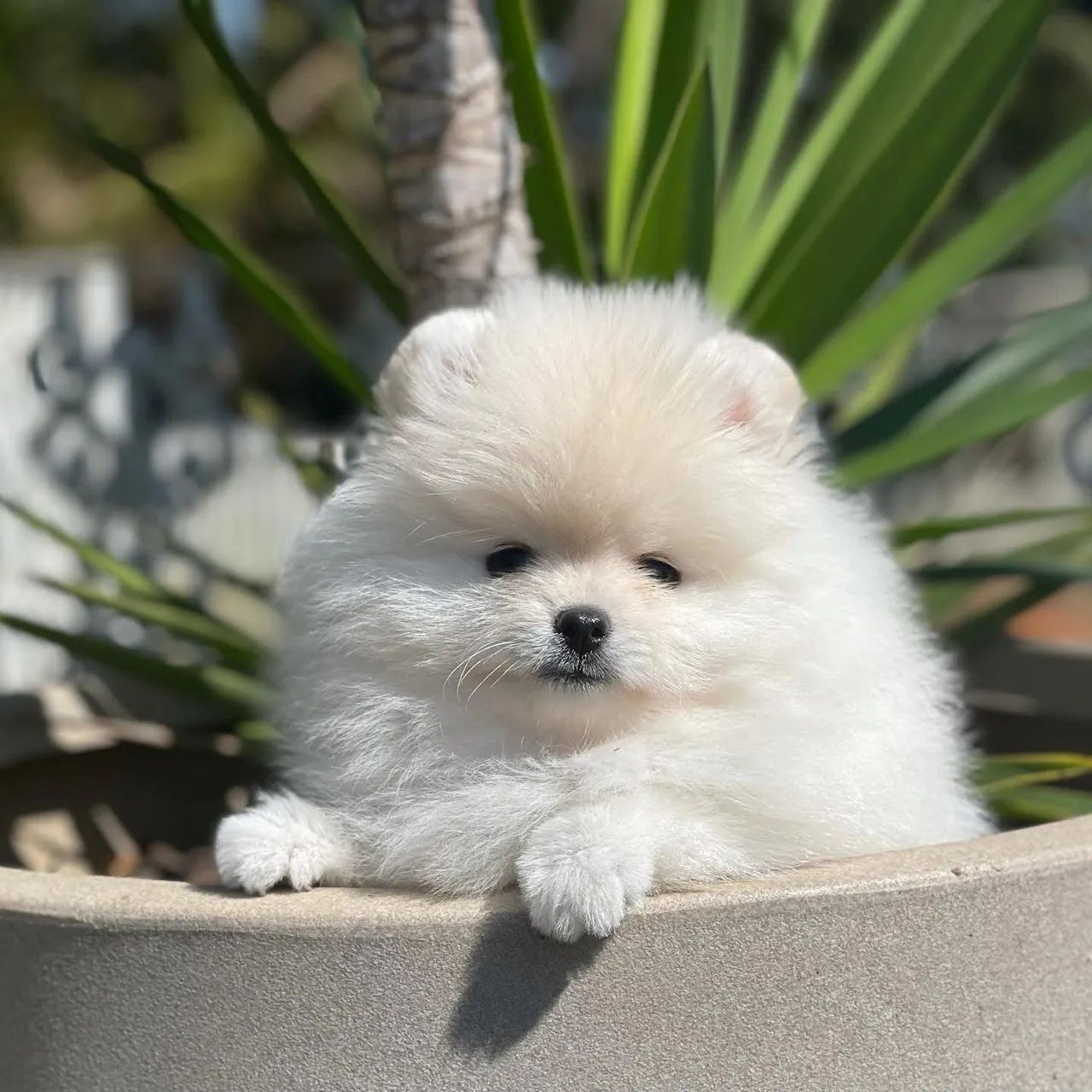 Spitz Alemão/ Lulu da Pomerânia  - Foto 4