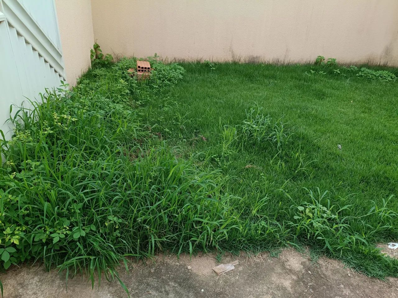 Fazemos limpeza e rosagem  - Foto 3