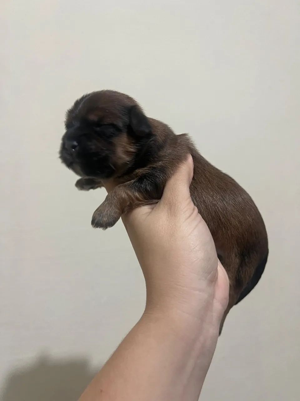 Lhasa apso - Foto 2