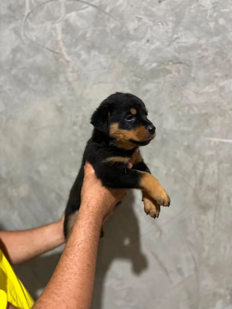 Rottweiler - Foto 3