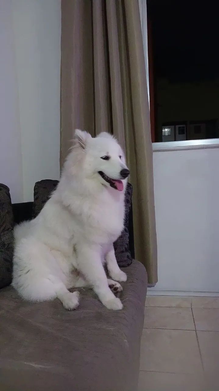Procuro um cachorro macho da mesma raça pra minha cachorrinha  - Foto 4