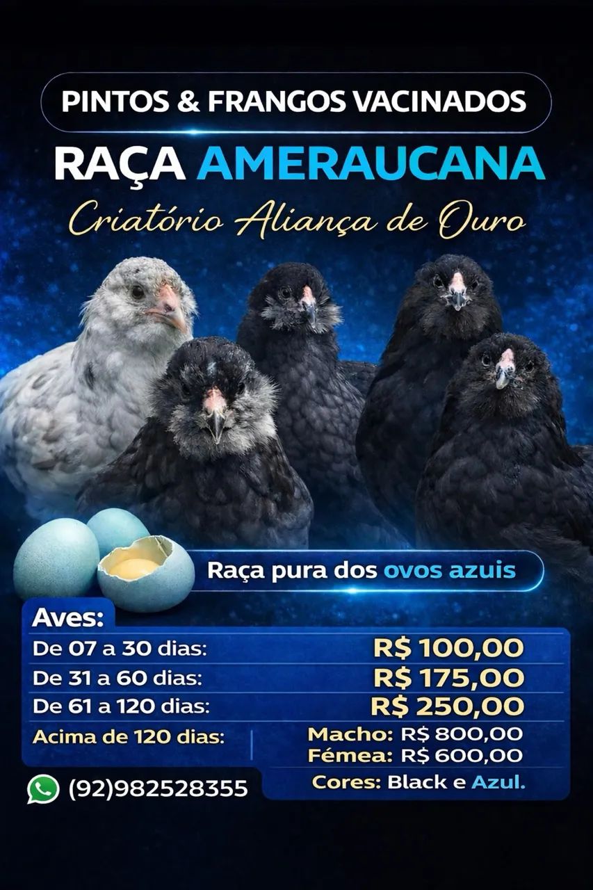 Galinhas e Pintos AMERAUCANAS