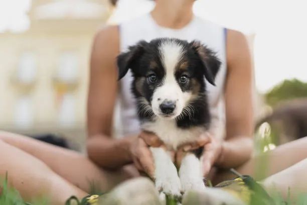 Border Collie O Presente Perfeito Para Casais Apaixonados