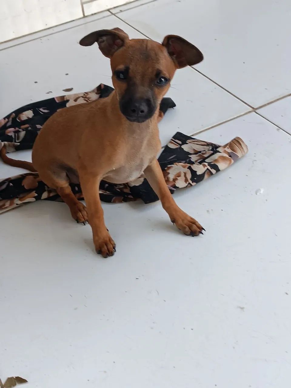 Pinscher  - Foto 5
