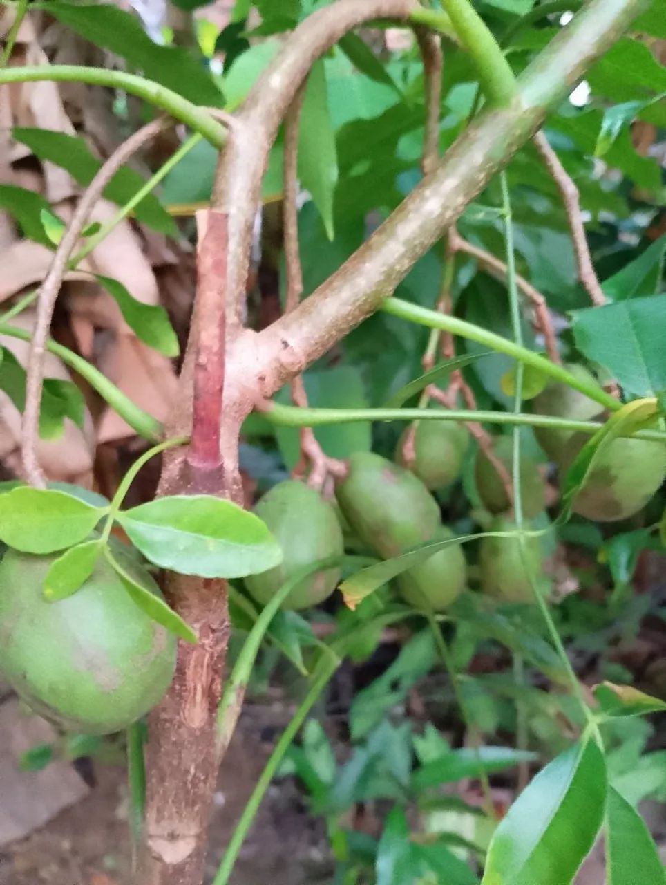 Pé de Cajarana com frutas  com 1,30 de altura 