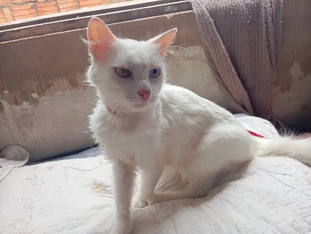 RAÇA : ANGORA TURCO - Foto 2