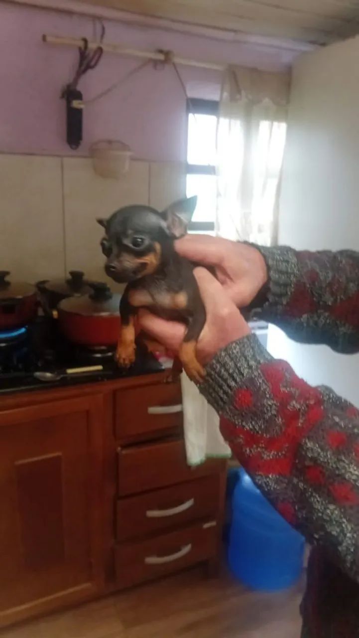 Vendo pinscher  - Foto 2