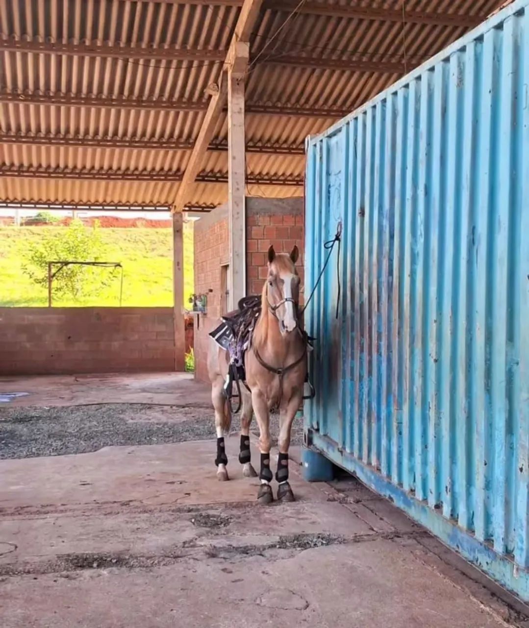 Cavalo Quarto de milha PO - Foto 6
