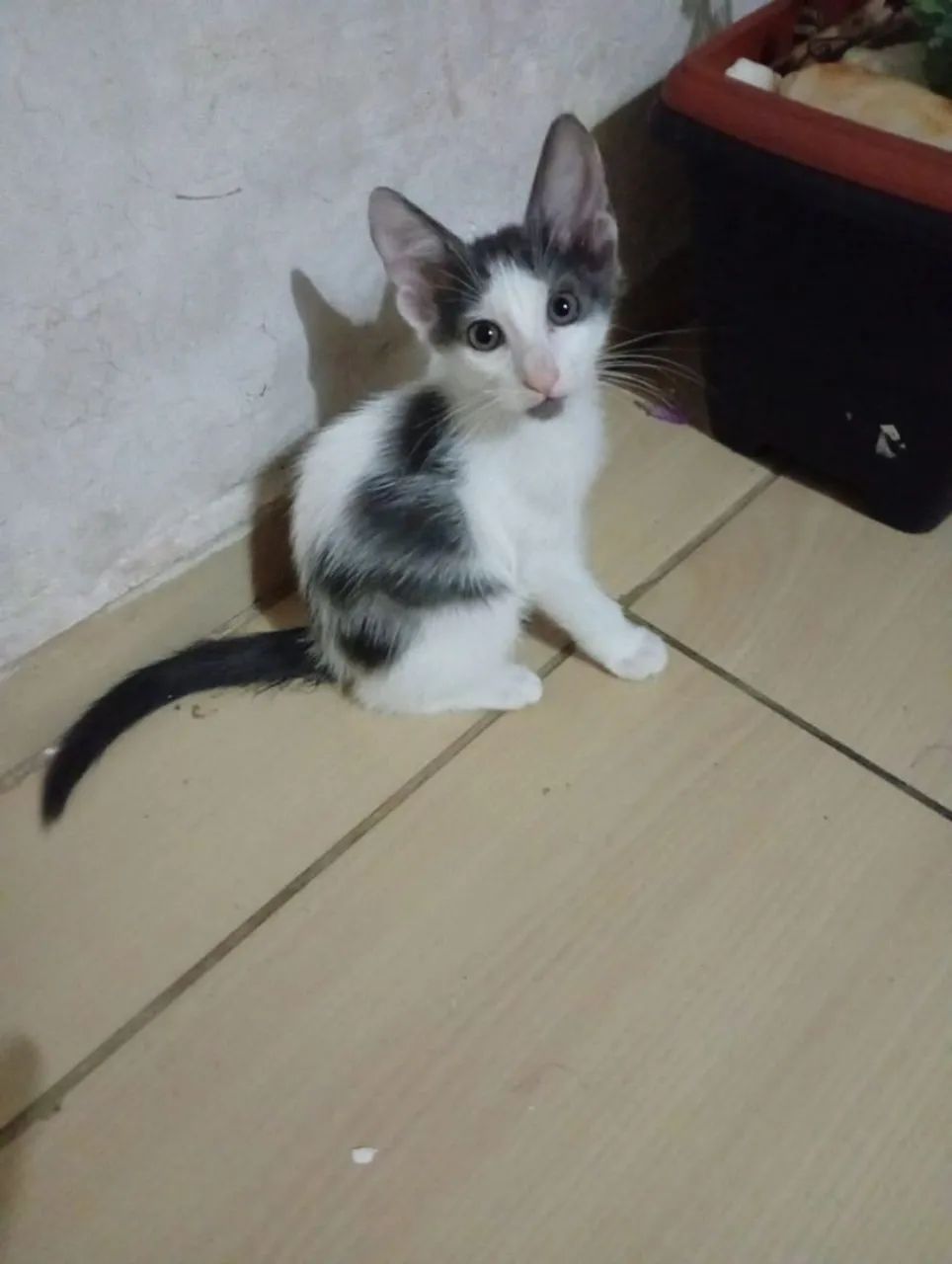 Adoção de Gatinho Macho Frajola de 3 meses - Foto 4