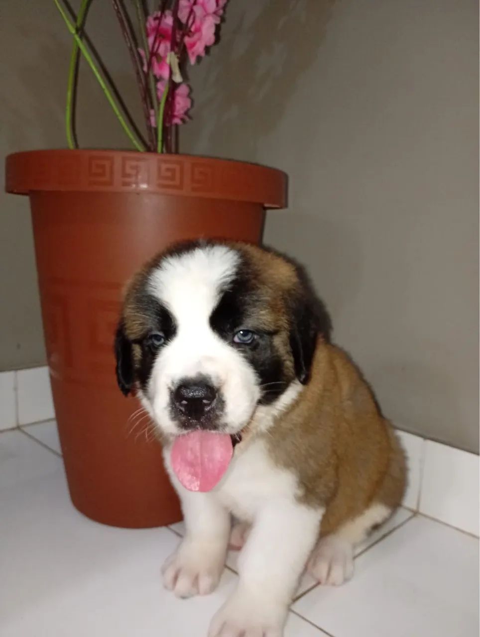 Pet - Foto 5