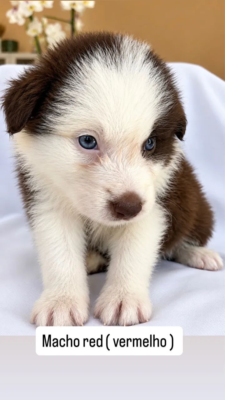 BORDE COLLIE a venda  - Foto 3