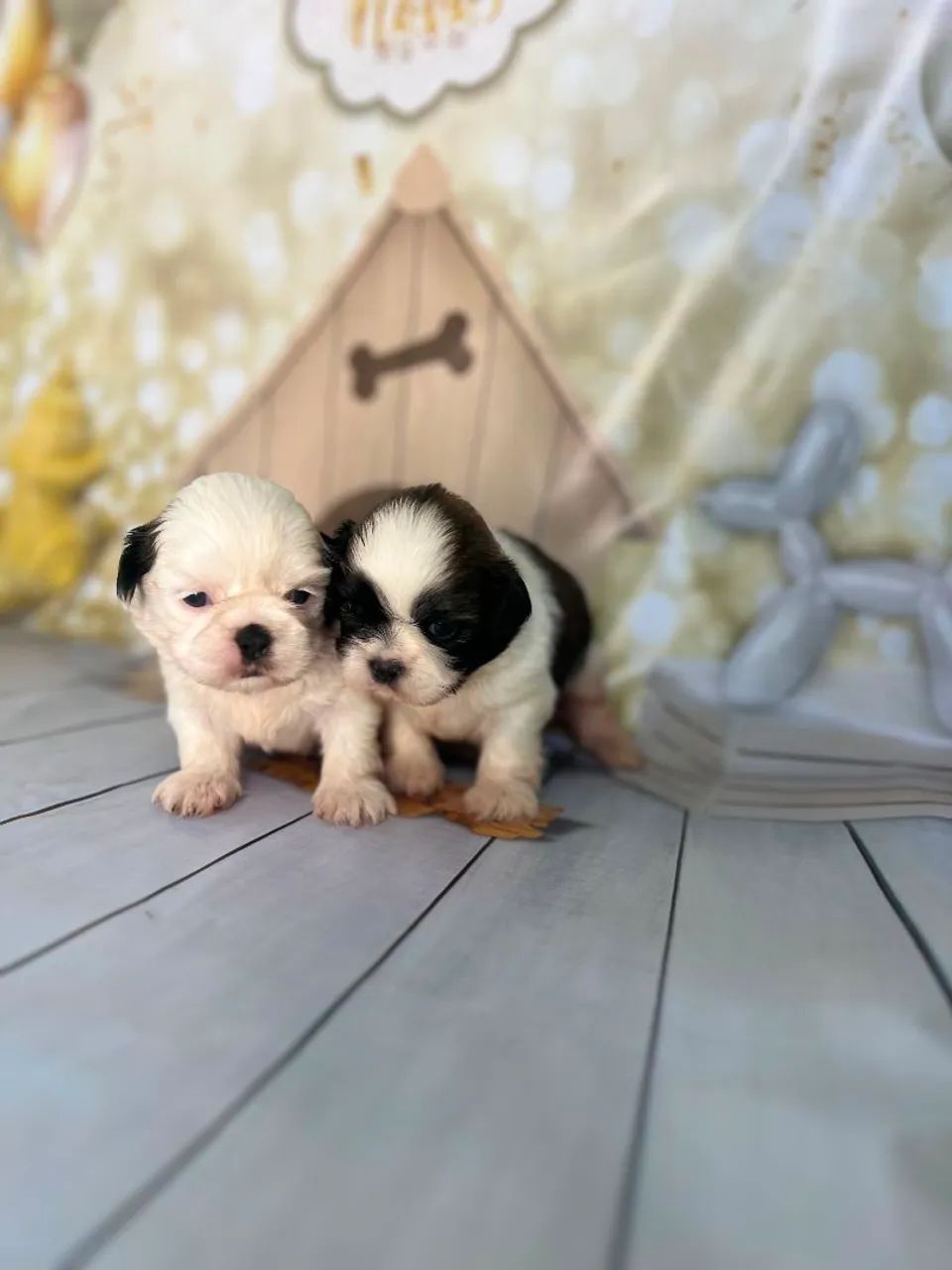 Shih Tzu - Foto 4