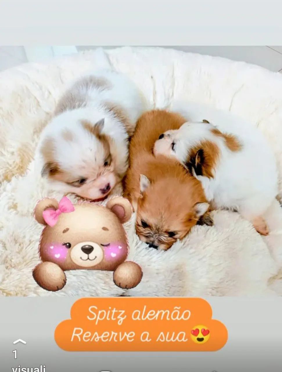 Spitz alemão fêmea  - Foto 5