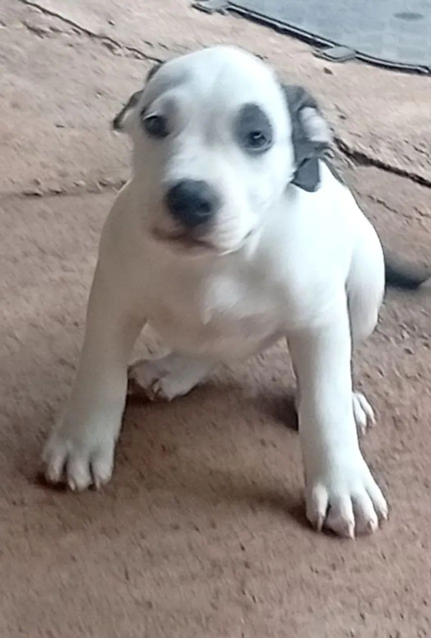 Filhote de Pit Bull American Staffordshire puro