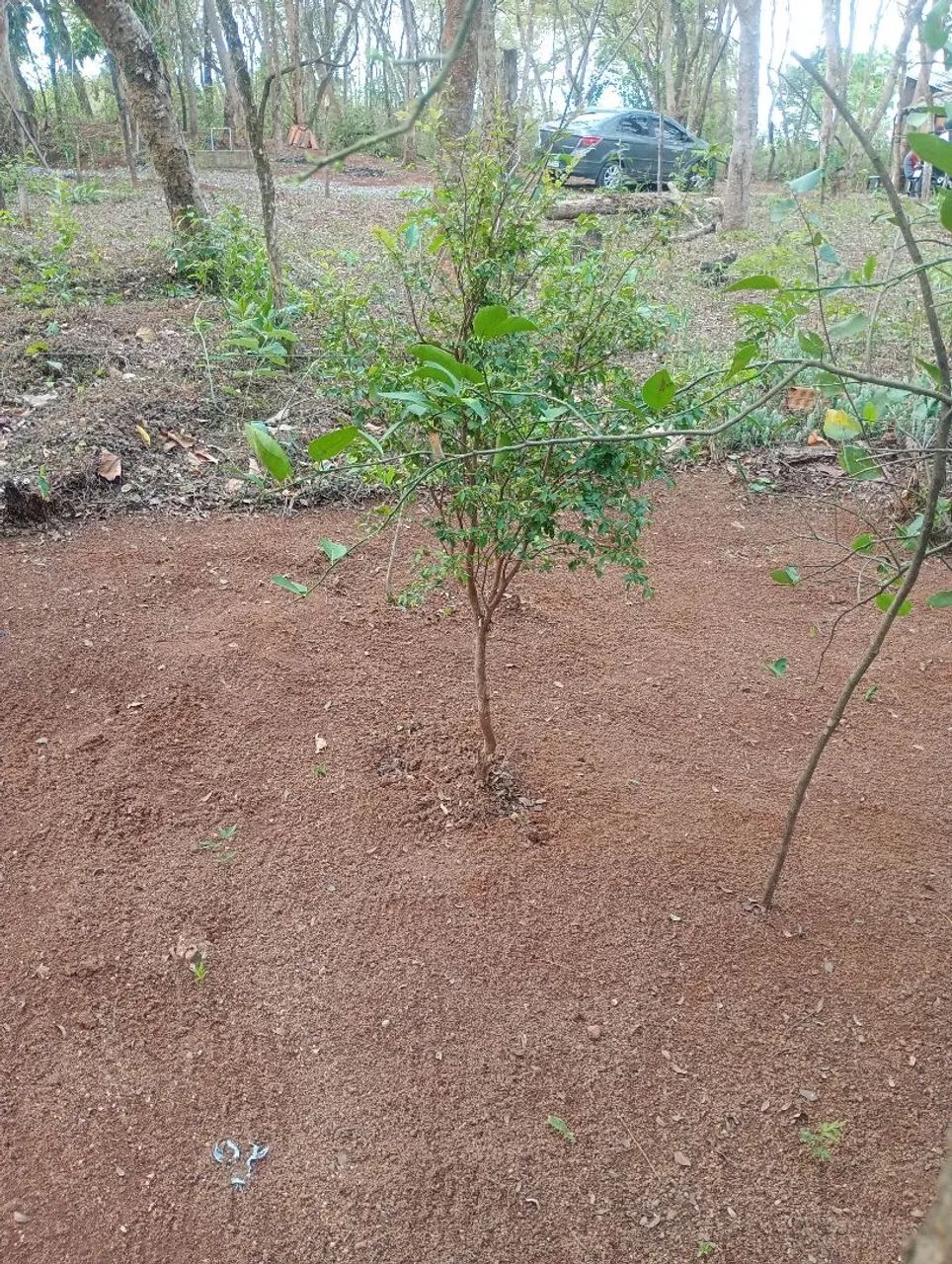 Chácara em Divinópolis/ troco  - Foto 5