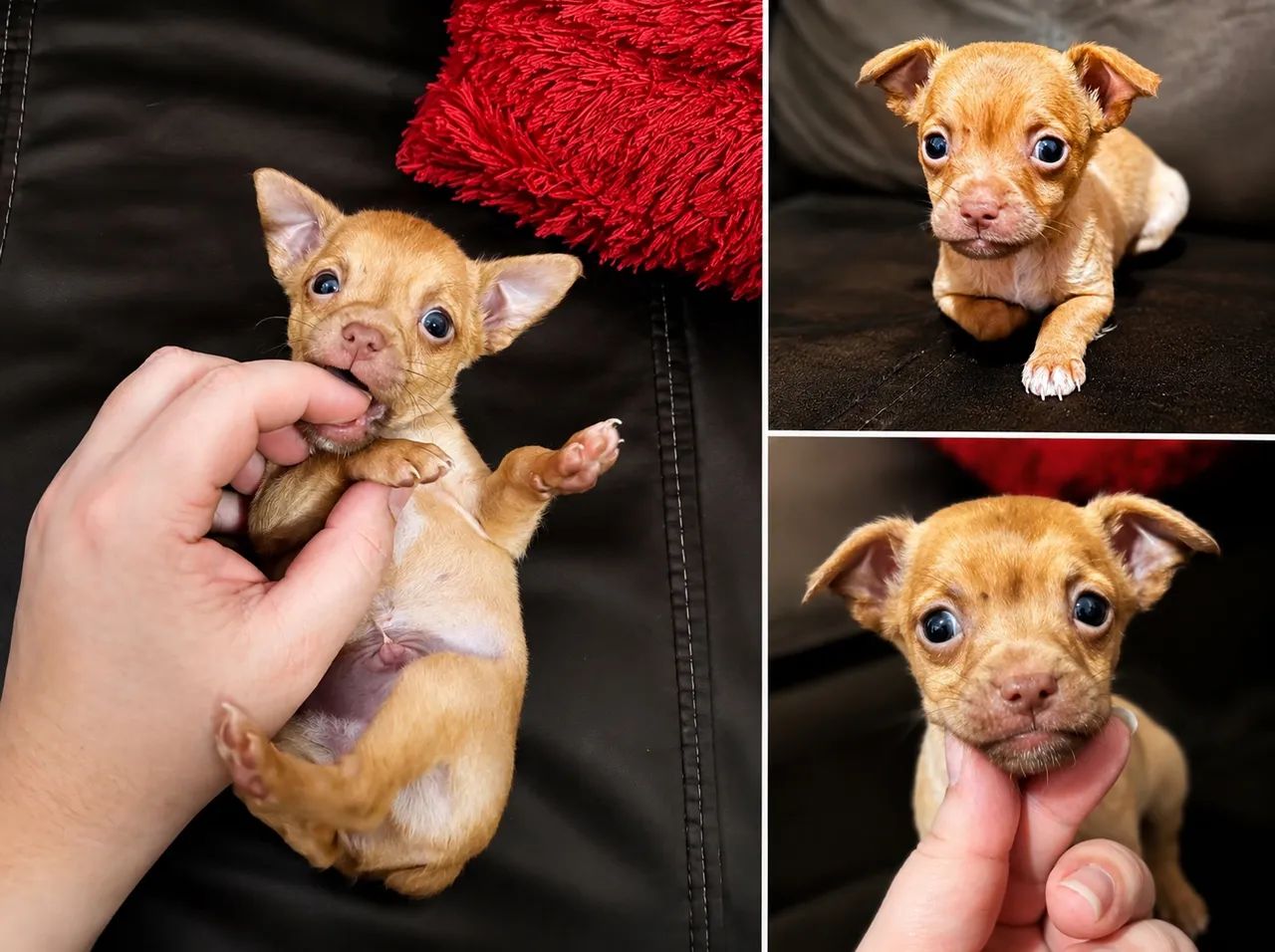 Pinscher macho. - Foto 2